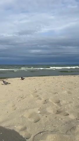 The video shows a close-up view of a sandy beach with footprints visible in the sand. The ocean is in the background with waves gently rolling onto the shore. The sky is overcast with dark clouds, suggesting a potentially stormy or overcast day. A small dark bird is visible on the sand near the water's edge.