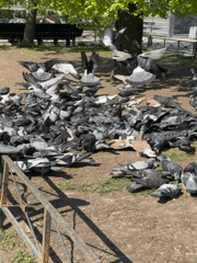 Woman feeds pigeon flock in Vsevolozhsk park
