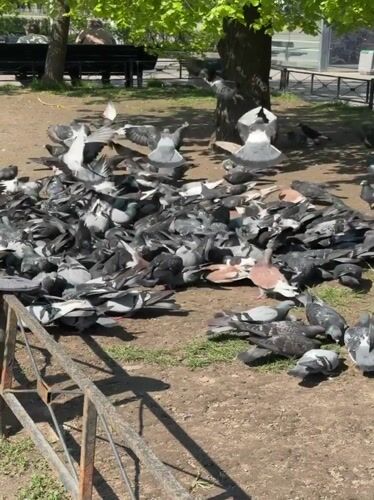 Woman feeds pigeon flock in Vsevolozhsk park