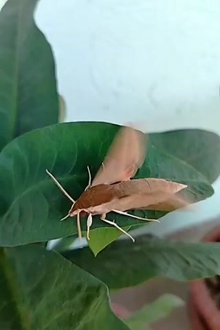 A moth rests on a green leaf. The moth's wings are extended and blurred, indicating movement. The background is light-colored and out of focus, with hints of greenery and a potted plant visible.