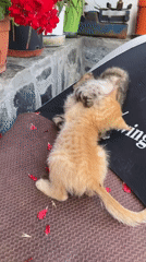 Kittens play and rest in Bulgarian town during afternoon
