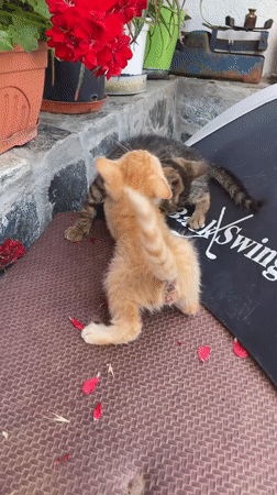 Kittens play and rest in Bulgarian town during afternoon