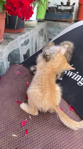 Kittens play and rest in Bulgarian town during afternoon