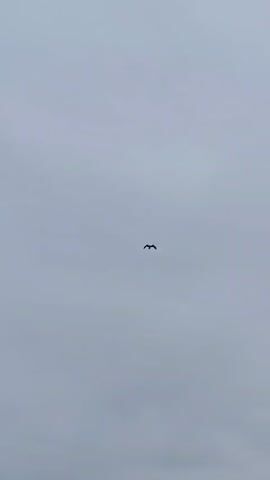 This media file features a single bird in flight against a pale, overcast sky. The bird is silhouetted and appears to be a crow or raven, with its wings spread wide as it soars. The sky is a uniform grey, suggesting a cloudy or foggy day. There are no other visible subjects or objects in the frame, creating a sense of isolation and vastness. The setting is an open sky, with no discernible landscape or landmarks. The time of day is not clearly indicated but the flat light suggests it could be morning or afternoon. The overall mood is serene and perhaps a little melancholic due to the muted colors and solitary subject. There is no visible text within the media file.