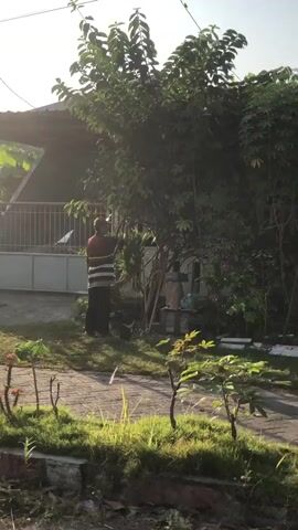 A person in a red and white striped shirt and black pants stands near a tree in a yard. Sunlight casts long shadows across the scene. A house with a metal fence is visible in the background. The ground is covered in grass and some plants.