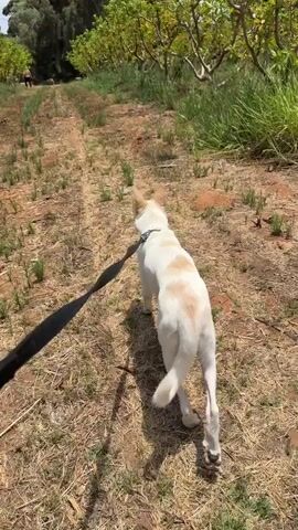 A white dog with tan markings on its back and ears is walking on a leash down a dirt path lined with dry grass and small green plants. The dog is walking away from the camera, towards a grove of trees with green foliage. The leash is black. The ground is reddish-brown dirt. The sky is visible in the background, appearing bright and sunny. The dog's tail is curled upwards. The scene appears to be outdoors in a rural or natural setting.