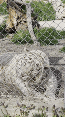 White tiger rests in enclosure at Varna zoo
