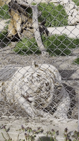 White tiger rests in enclosure at Varna zoo
