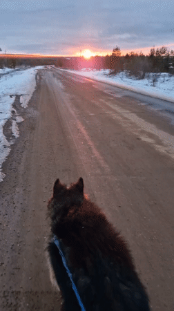 Dog walk captured during sunset in snowy Otchor, Russia