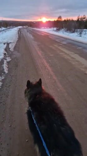 Dog walk captured during sunset in snowy Otchor, Russia