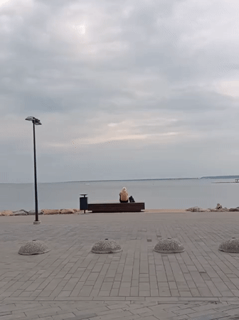 Tallinn waterfront: pebble-bed plants and a quiet bench overlooking water