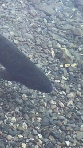 A close-up, high-angle shot shows a dark-colored fish swimming in clear, shallow water. The fish, likely a trout due to its shape and dark spotting, is moving from left to right across the frame. Its body is elongated, with visible fins and a dark eye. The water is shallow enough to clearly see the rocky riverbed beneath the fish. The rocks are varied in size and color, ranging from small pebbles to larger stones, and appear to be smooth and worn. The overall impression is of a serene, natural underwater environment.