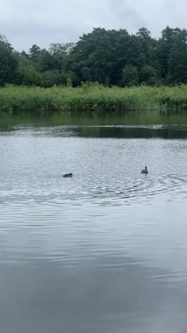 The video shows a body of water with two ducks in it. The water is calm with ripples. In the background, there is a line of trees and tall green grass. The sky is overcast. One duck is closer to the camera and is swimming. The other duck is further away and appears to be dipping its head into the water.
