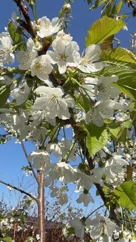 The video shows a flowering tree against a bright blue sky. The tree is covered in white blossoms, with green leaves emerging from the branches. The camera moves slightly, offering different views of the blossoms and branches. The focus is on the delicate white flowers, with details of their petals and centers visible. The background includes more branches of the tree and a glimpse of a brown wooden fence or other structure. The overall impression is one of springtime and natural beauty.