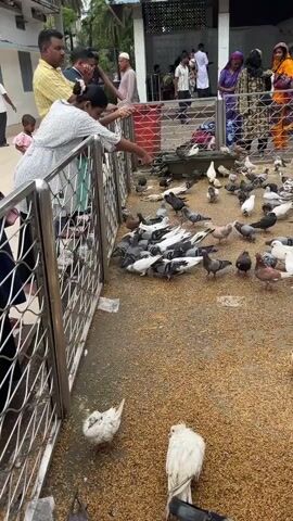 The video shows a large group of pigeons gathered on a flat, gritty surface, likely a courtyard or pavement. Scattered throughout the ground are seeds, which appear to be the pigeons' food. Several people are visible behind a metal fence, interacting with the pigeons. One woman, wearing a white dress, is leaning over the fence and extending her hand, seemingly feeding or interacting with the birds. Other people, dressed in casual clothing and some wearing headscarves, are also present, observing the scene or potentially feeding the pigeons as well. The environment appears to be outdoors, with some architectural structures visible in the background, suggesting a public space. The pigeons are of various colors, including grey, white, and black, with some exhibiting patterned plumage. The overall scene depicts people feeding and interacting with a flock of pigeons.