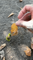 Black caterpillar with green spikes found under leaf in Argentina