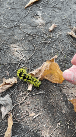 Black caterpillar with green spikes found under leaf in Argentina