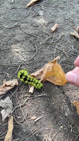 A person's hand with a tattoo lifts a brown leaf from the ground, revealing a black caterpillar with short, neon green spikes all over its body clinging to the underside of the leaf. The ground is covered in dirt, dry leaves, and twigs. The background shows a glimpse of a blurred, red object and the dappled sunlight filtering through trees.