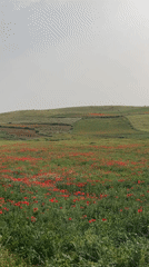 Spring wildflowers bloom in Moroccan countryside near Laamamra
