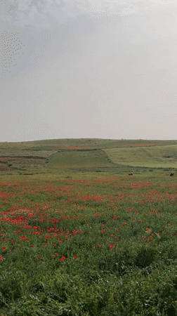 Spring wildflowers bloom in Moroccan countryside near Laamamra