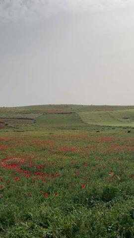 The camera pans across a field of red poppies and green grass against a backdrop of a rolling, grassy hill on a cloudy day. On the hill, a few animals, likely horses or cows, are grazing. There are also some patches of red flowers on the hill. The overall scene presents a peaceful, rural landscape.