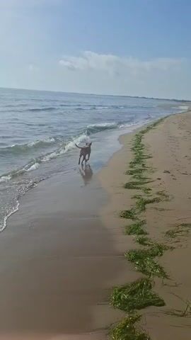 A dog is running along the shoreline of a beach. The dog is tan and white and appears to be medium-sized. The dog is running towards the camera and is wet, indicating it has been in the water. The beach is sandy with some seaweed scattered along the high tide line. The ocean is calm with small waves rolling in. The sky is blue with a few white clouds. The video is shot from a low angle, close to the ground. The dog is the sole subject of the video.