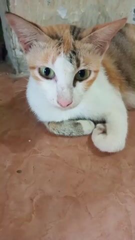 A calico cat is lying down on a tiled floor. The cat is facing the camera and its front paws are tucked underneath its body. The cat's fur is white, orange, and black. The cat's eyes are green. The background is a wall with peeling paint.
