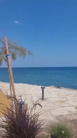 The video shows a scenic view of the ocean from a paved walkway. In the foreground, there are some plants and grasses. A thin, light-colored tree stands to the right of the frame, its branches swaying slightly in the breeze. The ocean is a deep blue, meeting a clear blue sky at the horizon. The walkway is made of light-colored stone. The overall impression is a peaceful coastal setting on a sunny day.