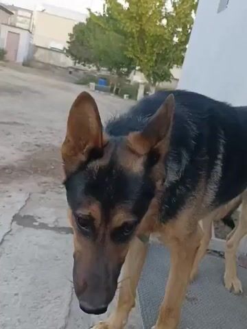 This is a close-up video of a German Shepherd dog. The dog is standing outside on a dirt and concrete surface. The dog has black and tan fur and is wearing a green collar. Its mouth is open and its tongue is hanging out, as if it is panting or hot. The background is blurred but appears to be a yard with some trees and buildings. The video appears to be taken from a low angle, close to the dog.