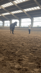 Indoor horse training session documented in Estaimpuis, Belgium