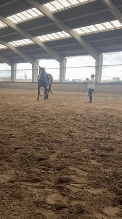 Indoor horse training session documented in Estaimpuis, Belgium