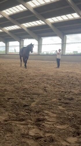 Indoor horse training session documented in Estaimpuis, Belgium