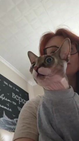 A woman with long auburn hair and glasses is holding a hairless cat wearing a gray turtleneck. The cat is looking around with wide eyes and its mouth slightly open. The background appears to be a room with a textured ceiling and a blackboard with some writing on it.