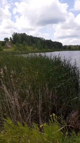 The video pans slowly to the right across a body of water, likely a lake or pond. Tall, dark green reeds and cattails line the foreground on the left side of the frame. The water is a deep blue-grey with gentle ripples reflecting the cloudy sky. In the background, a lush green tree line borders the far side of the water, with rolling hills visible beyond. The sky is a bright blue with scattered white clouds. The overall atmosphere is peaceful and natural.