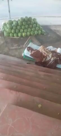 The video shows a person lying on a cot covered with blankets next to a large pile of watermelons. The cot appears to be set up on a concrete surface near a set of stairs. The person is asleep or resting, with their face obscured by the blankets and their hair visible. The watermelons are stacked in neat rows behind the cot. The overall scene suggests an outdoor market or roadside stand.