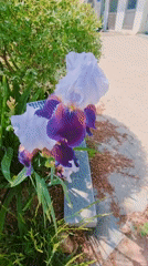 Quiet Morning Moments: Garden Blooms and Family Life Documented