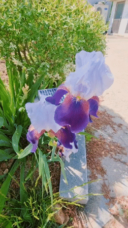 Quiet Morning Moments: Garden Blooms and Family Life Documented