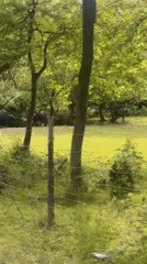 Water buffalo herd spotted on road in Beykoz, Turkey