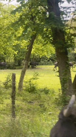 Water buffalo herd spotted on road in Beykoz, Turkey
