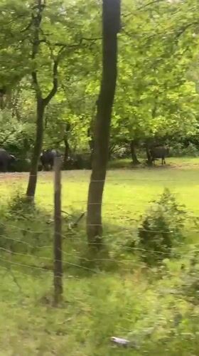 Water buffalo herd spotted on road in Beykoz, Turkey