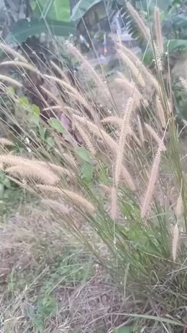 This is a close-up video of a patch of ornamental grass. The grass has long, thin blades and feathery plumes that are light brown or tan in color. The plumes are clustered together at the top of the stems. The background is blurry, but appears to be an outdoor environment with greenery and possibly some banana leaves. The lighting is natural, and the overall impression is one of a still, natural scene. The video is shot with a handheld camera, and there is slight movement.