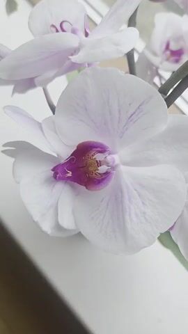 The media file is a close-up, vertical video of a white orchid with purple accents. The orchid is in full bloom, with its petals and intricate center clearly visible. The flower's delicate structure and vibrant colors are the primary focus.

The background is blurred, suggesting a shallow depth of field, which further emphasizes the orchid. A hint of other orchids or foliage can be seen in the upper left and right portions of the frame, indicating that this is part of a larger floral display. The lighting appears soft and natural, possibly from a window, casting gentle shadows and highlighting the texture of the petals. The overall mood is serene and appreciative of natural beauty. There is no discernible time of day, weather, or specific location cues within the frame itself.

The video appears to be a still shot that has been digitally manipulated to create a slight zoom or focus effect, giving the impression of movement, or it is a very slow pan. No people or text are visible. The context provided that the location is Bray, Ireland, does not offer any visual cues within the media file itself.