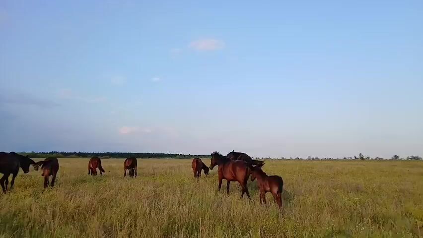 A herd of horses grazes in a wide, grassy field under a cloudy blue sky. The horses are of various sizes and colors, with some appearing to be adults and others foals. They are spread out across the field, some with their heads down grazing, while others stand more alert. In the background, there are rolling hills. The lighting suggests it is either early morning or late afternoon. The video pans slowly across the scene.