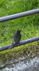 Blackbird spotted near architectural landmarks in Subotica, Serbia