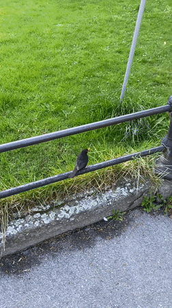 Blackbird spotted near architectural landmarks in Subotica, Serbia
