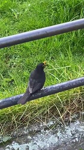 Blackbird spotted near architectural landmarks in Subotica, Serbia