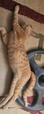 An orange tabby cat with dark stripes is lying on its back on a rug. Its front paws are extended upwards and its back legs are stretched out. A dark, plastic object with a circular opening is visible to the right of the cat. The cat appears to be sleeping or resting. The rug has a pattern of green and brown stripes.