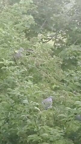 The video shows three pigeons perched among the dense green foliage of trees. The pigeons are gray and white with some subtle iridescent coloring. The background is a blurred expanse of green leaves and branches, suggesting an outdoor environment, likely a park or a wooded area. The lighting is soft, indicating an overcast day or dappled sunlight. The pigeons appear calm and stationary in their positions on the branches.