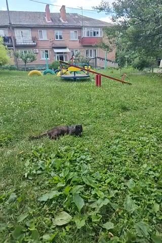 A black cat is lying in the grass in front of a playground. The playground has a merry-go-round, a seesaw, and some tires. There is a yellow balloon floating in the air. A brick building is in the background. The grass is green and there are some small white flowers in the grass. The sky is blue with some white clouds.