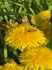 Spring morning scenes captured in Perm: blooming dandelions, pedestrian